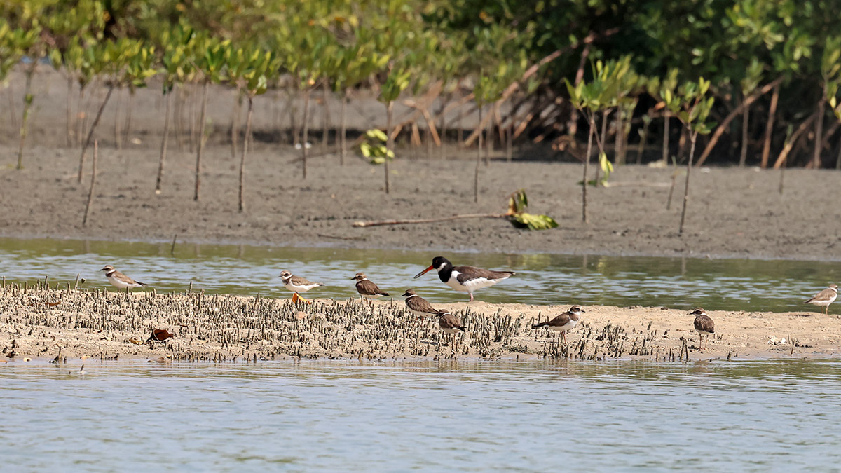 Common Ringed Plovers